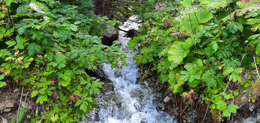 Natural methods to purify water